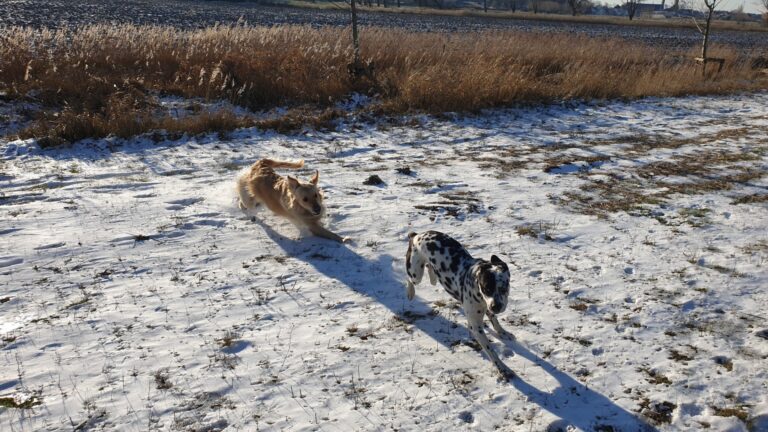 Sienna de golden retriever rent met een andere hond over een besneeuwd veld