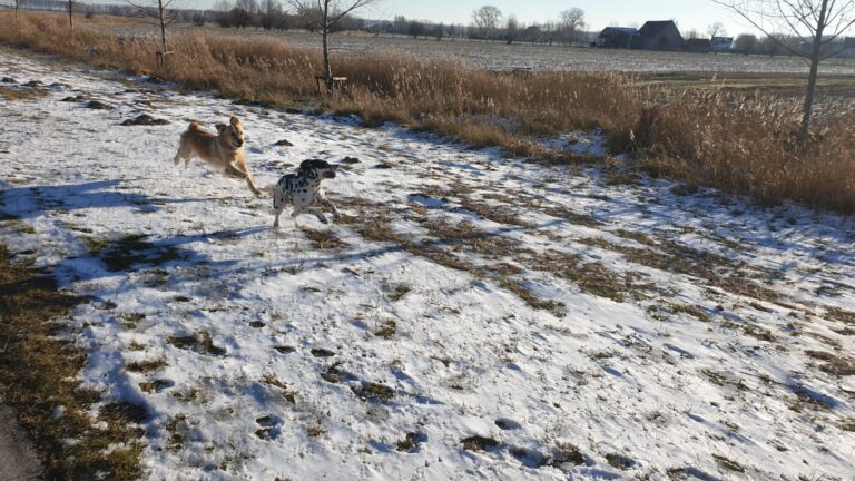 Sienna de golden retriever speelt met een andere hond in de sneeuw