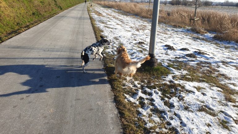 Sienna de golden retriever tijdens spel en impulscontrole in de sneeuw