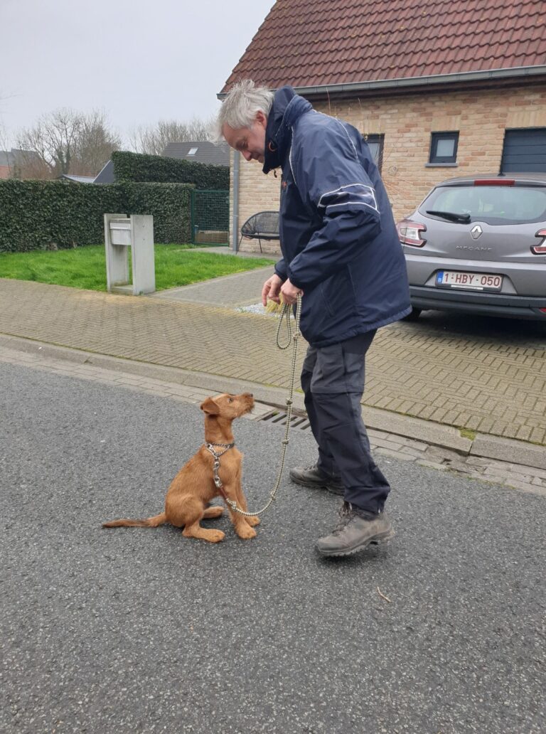 Irish de Ierse terriër als pup zit netjes voor zijn baasje