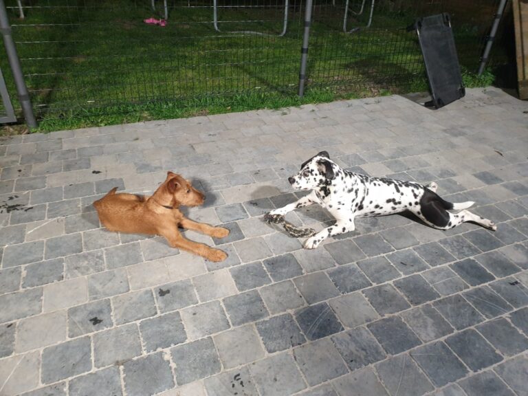 Irish de Ierse terriër ligt rustig naast een dalmatiër