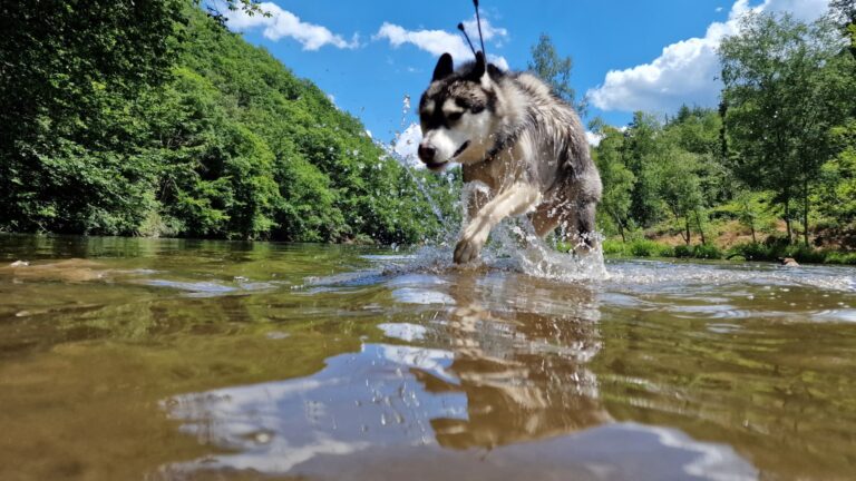 Kaya de husky plonst door een rivier