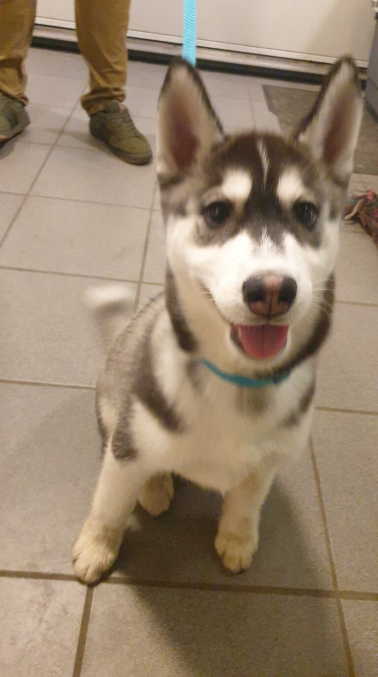 Kaya de husky als pup