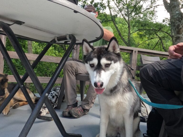 Kaya de husky ligt rustig onder de tafel op een terras