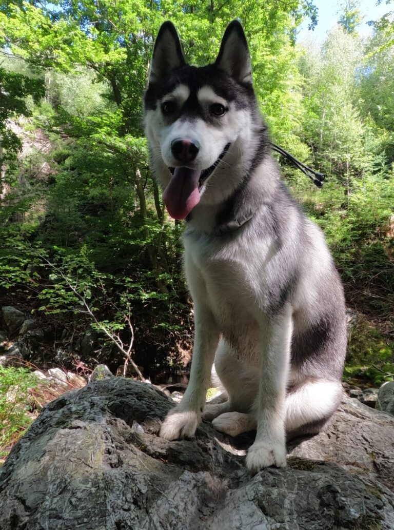 Kaya de husky als volwassen hond op een rots in het bos