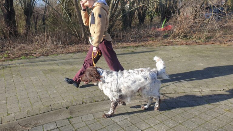 Richard de kleine münsterländer wandelt netjes aan de leiband