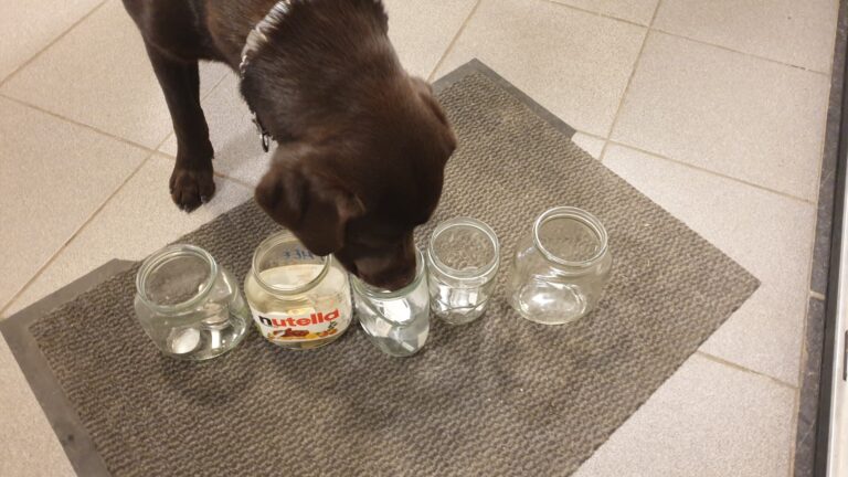 Pastis de labrador snuffelt aan glazen potten tijdens detectietraining