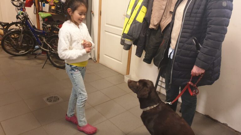 Pastis de labrador tijdens impulscontroletraining met het gezin