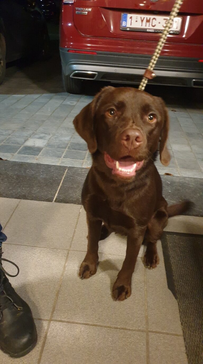 Pastis de labrador zit netjes aan de leiband
