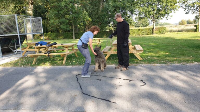 Frodo de Laekense herder tijdens training op agressiecontrole