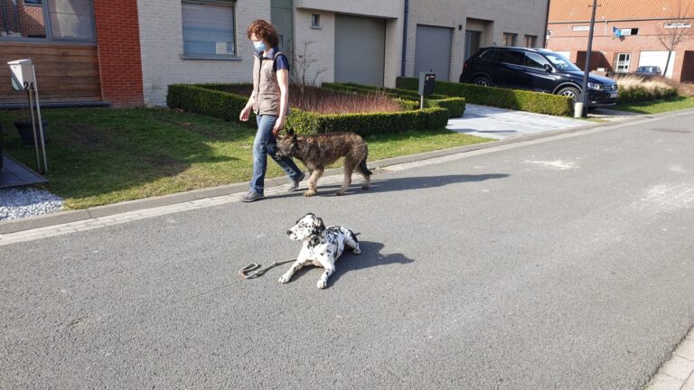 Frodo de Laekense herder wandelt aan de leiband langs een andere hond zonder uit te vallen