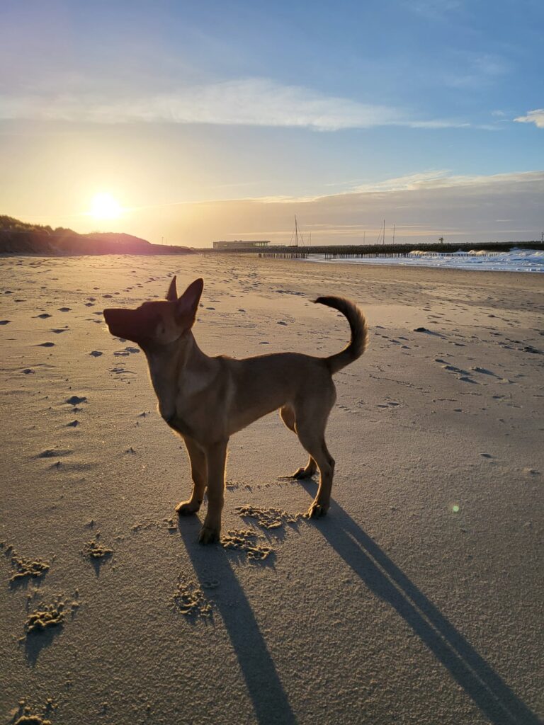 Loua de Mechelse herder als pup op het strand bij zonsondergang