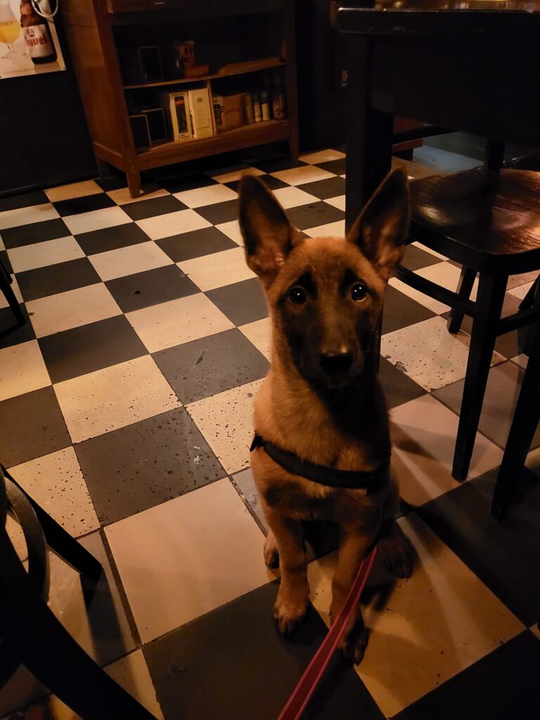 Loua de Mechelse herder als pup zit rustig in een restaurant