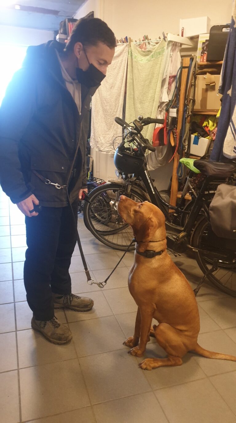 Marley de vizsla kijkt aandachtig naar zijn baasje