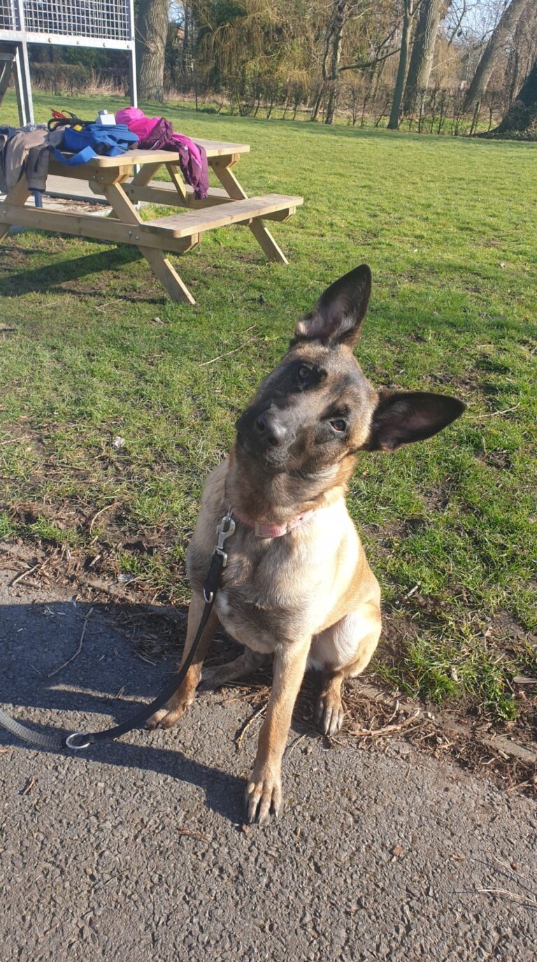 Falco de Mechelse herder zit aandachtig op het pad