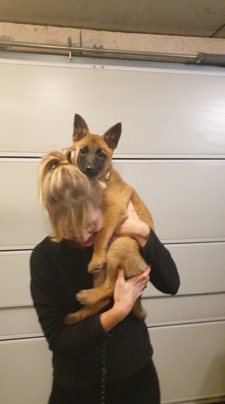 Loua de Mechelse herder als pup in de armen van haar baasje