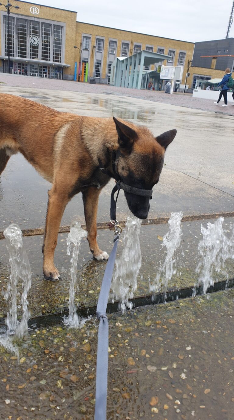 Storm de Mechelse herder bij de fonteinen aan het station van Brugge