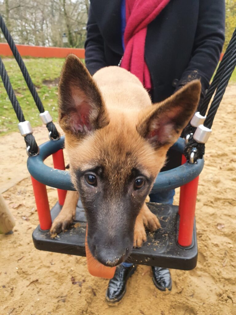 Loua de Mechelse herder als pup in een schommel op de speeltuin