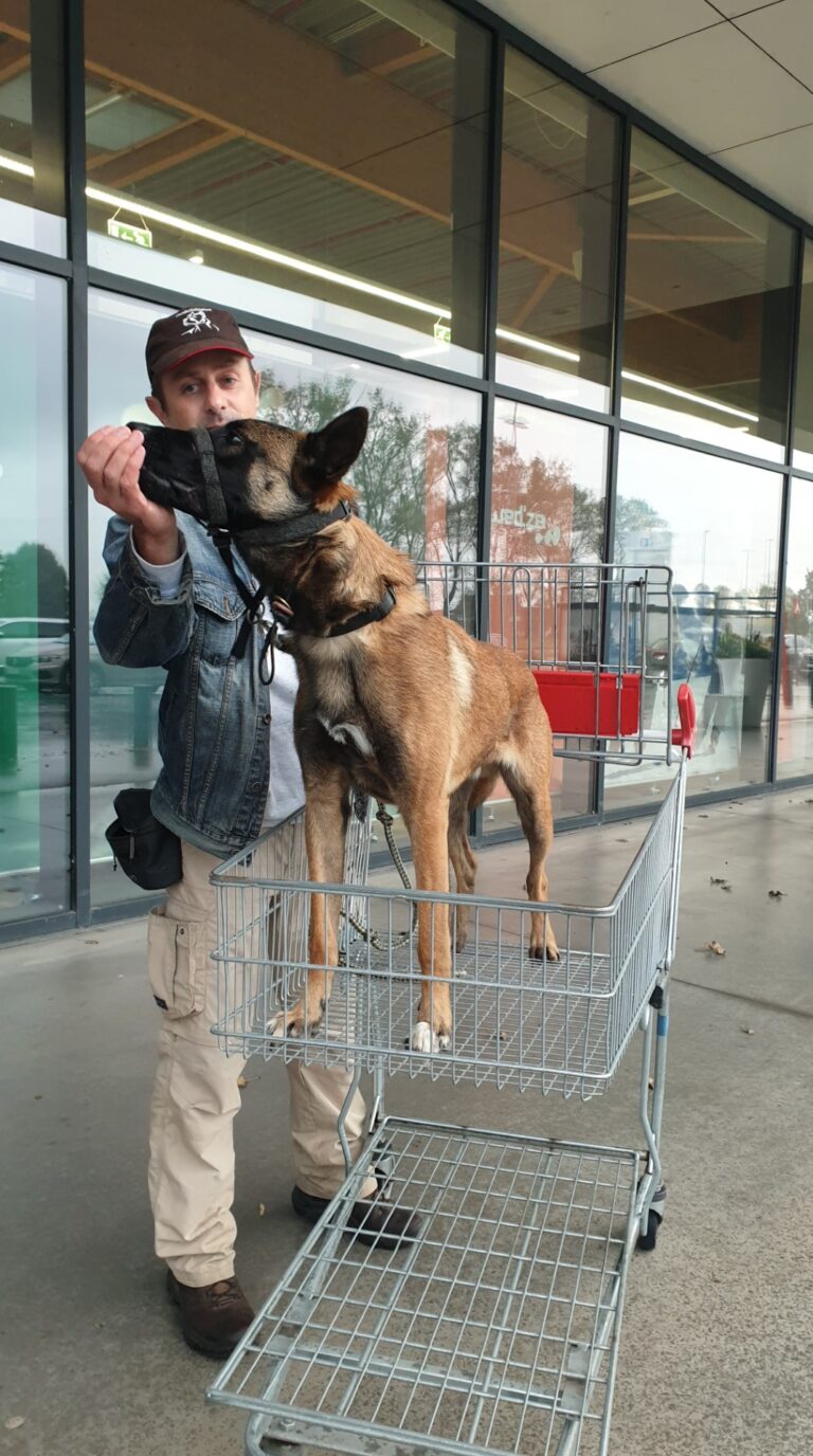 Storm de Mechelse herder staat in een winkelkar tijdens habituatietraining aan de supermarkt
