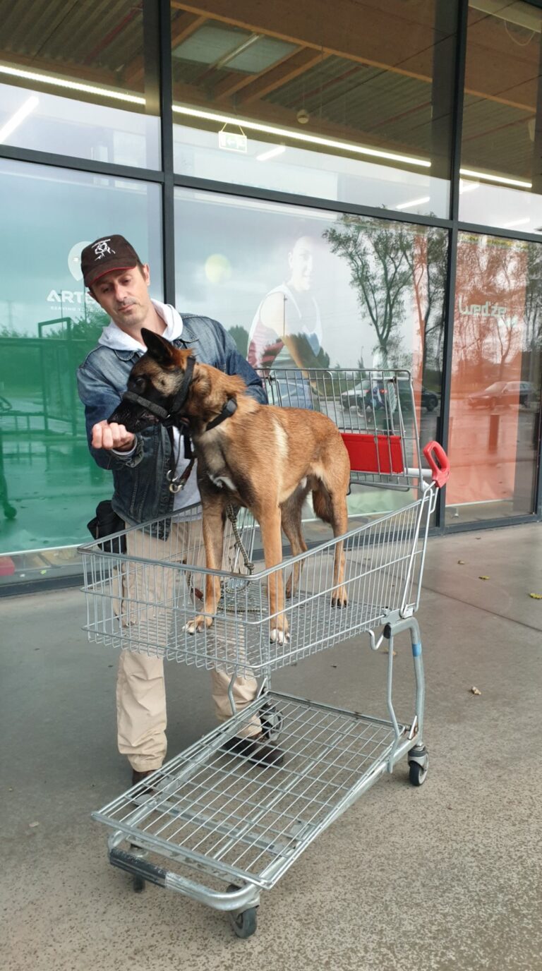 Storm de Mechelse herder in een winkelkar tijdens habituatietraining aan de winkel