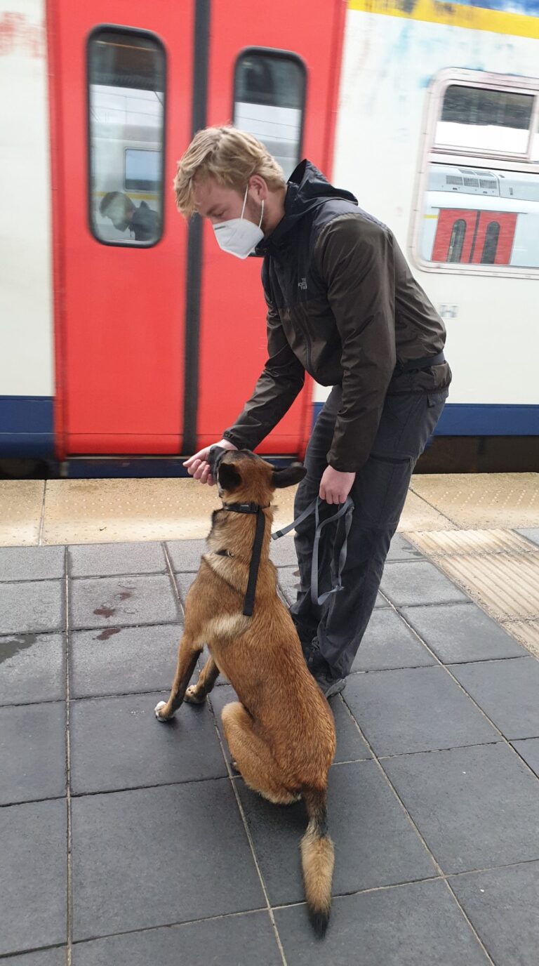 Storm de Mechelse herder naast een trein tijdens habituatietraining aan het station