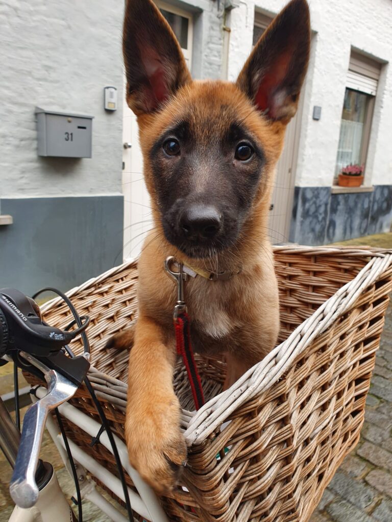 Loua de Mechelse herder als pup in de fietsmand