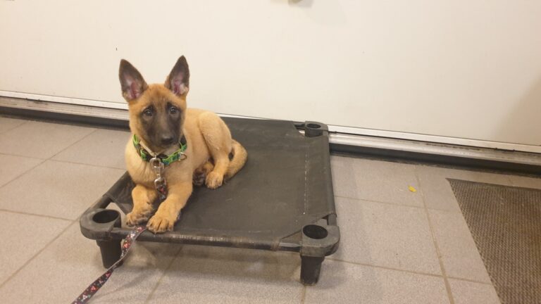 Loua de Mechelse herder als pup ligt op haar plaats tijdens plaatstraining