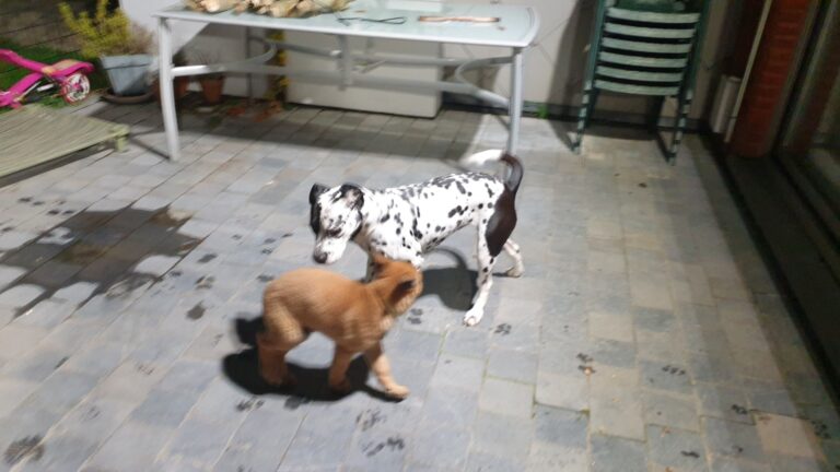 Loua de Mechelse herder als pup samen met een dalmatiër