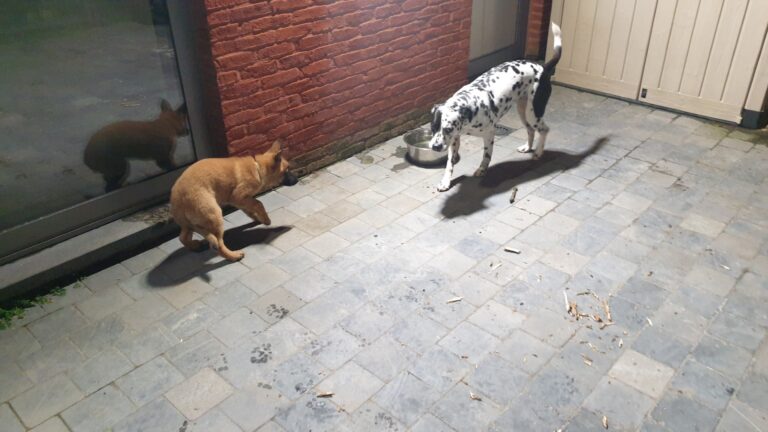 Loua de Mechelse herder als pup speelt met een dalmatiër op het terras