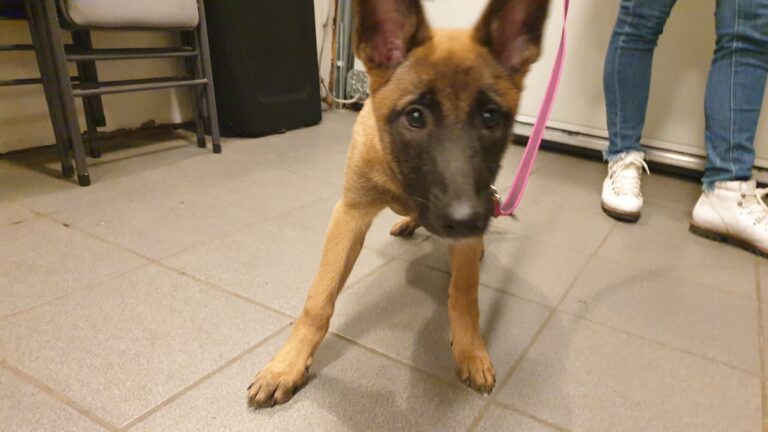 Loua de Mechelse herder als pup aan de leiband