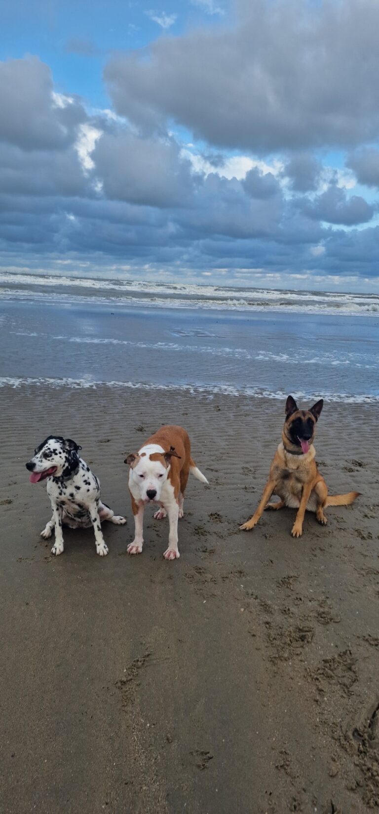Loua de Mechelse herder als pup met twee andere honden op het strand