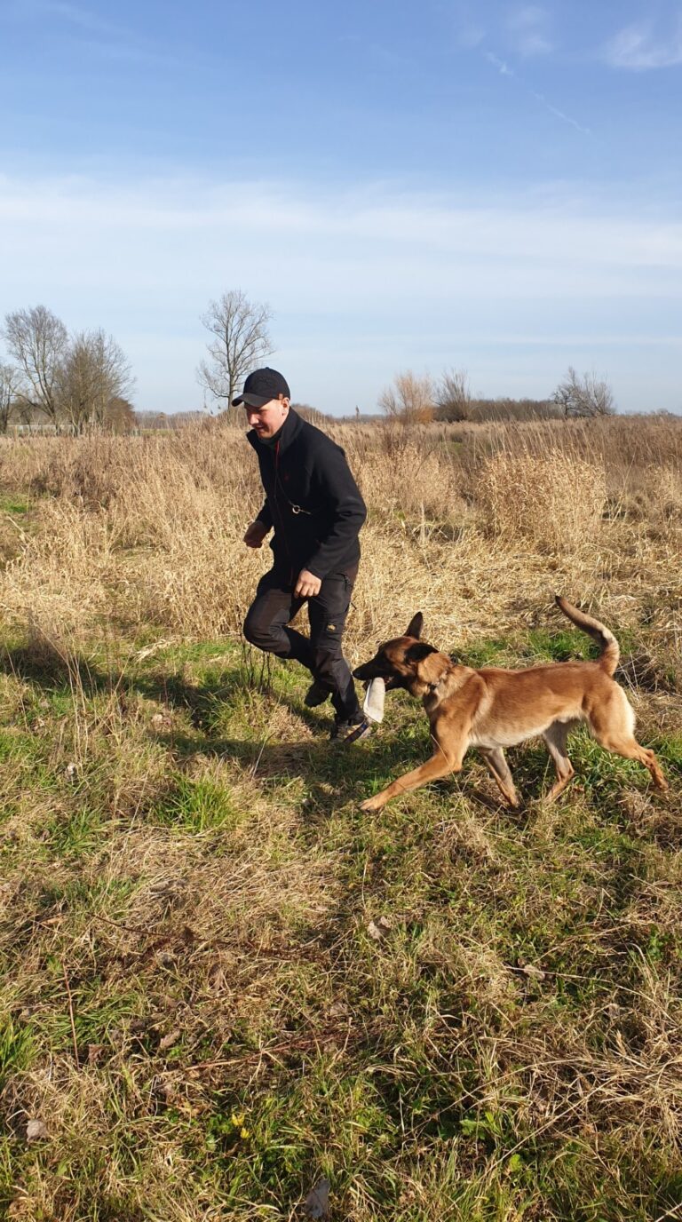 Brutus de Mechelse herder tijdens speltraining in het veld