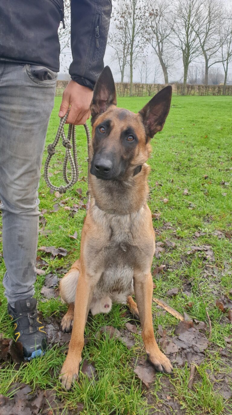 Brutus de Mechelse herder zit aandachtig aan de leiband