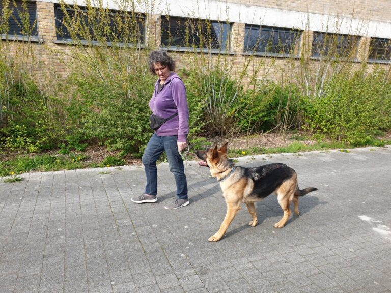 Spike de Duitse herder wandelt netjes naast zijn baasje