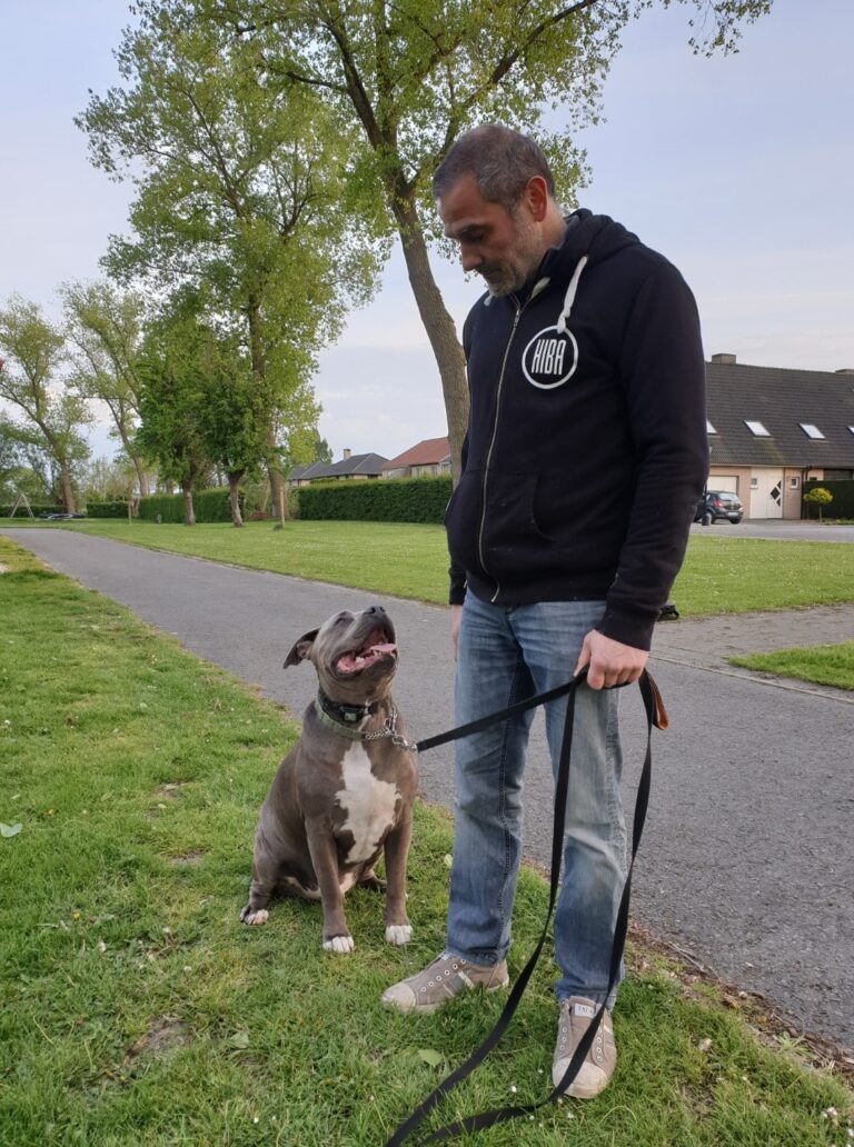 Eros de staffordshire kijkt aandachtig op tijdens 'the art of attention'-training